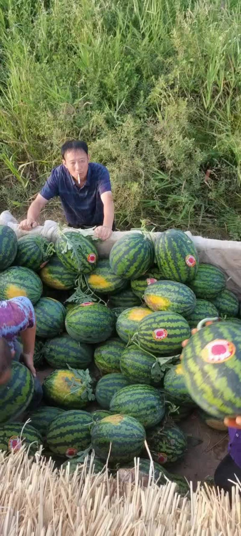 陕西精品无籽甜王