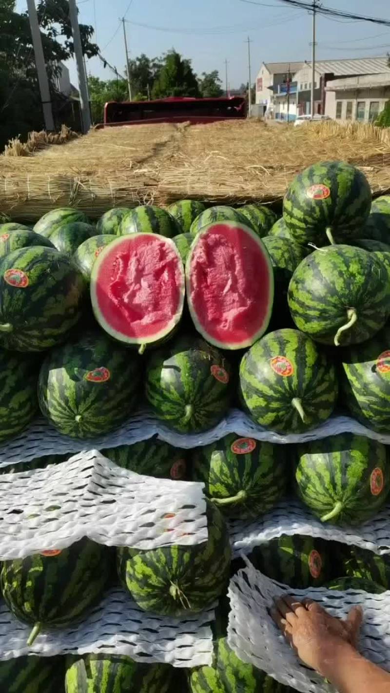 陕西精品无籽甜王