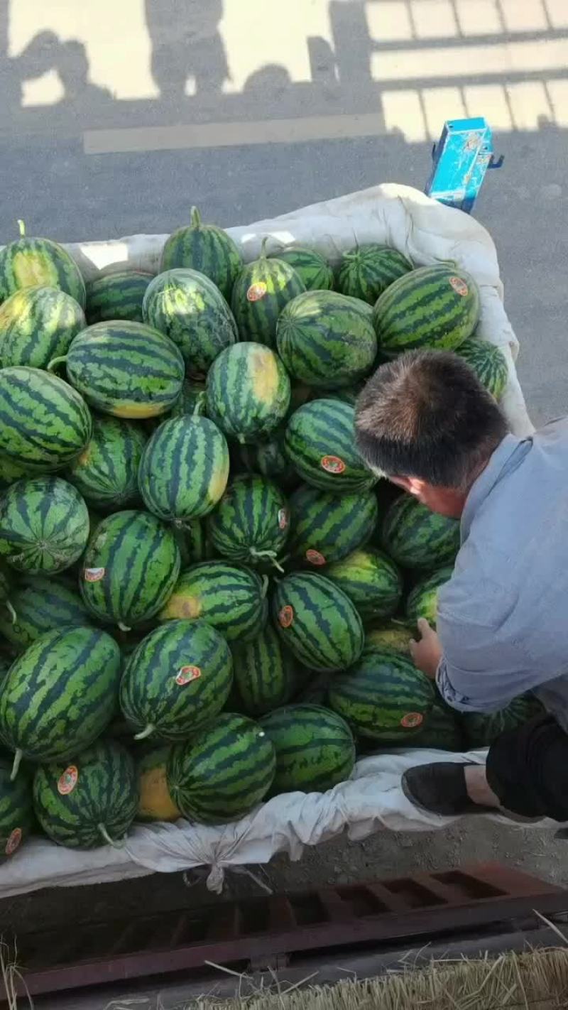 陕西精品无籽甜王