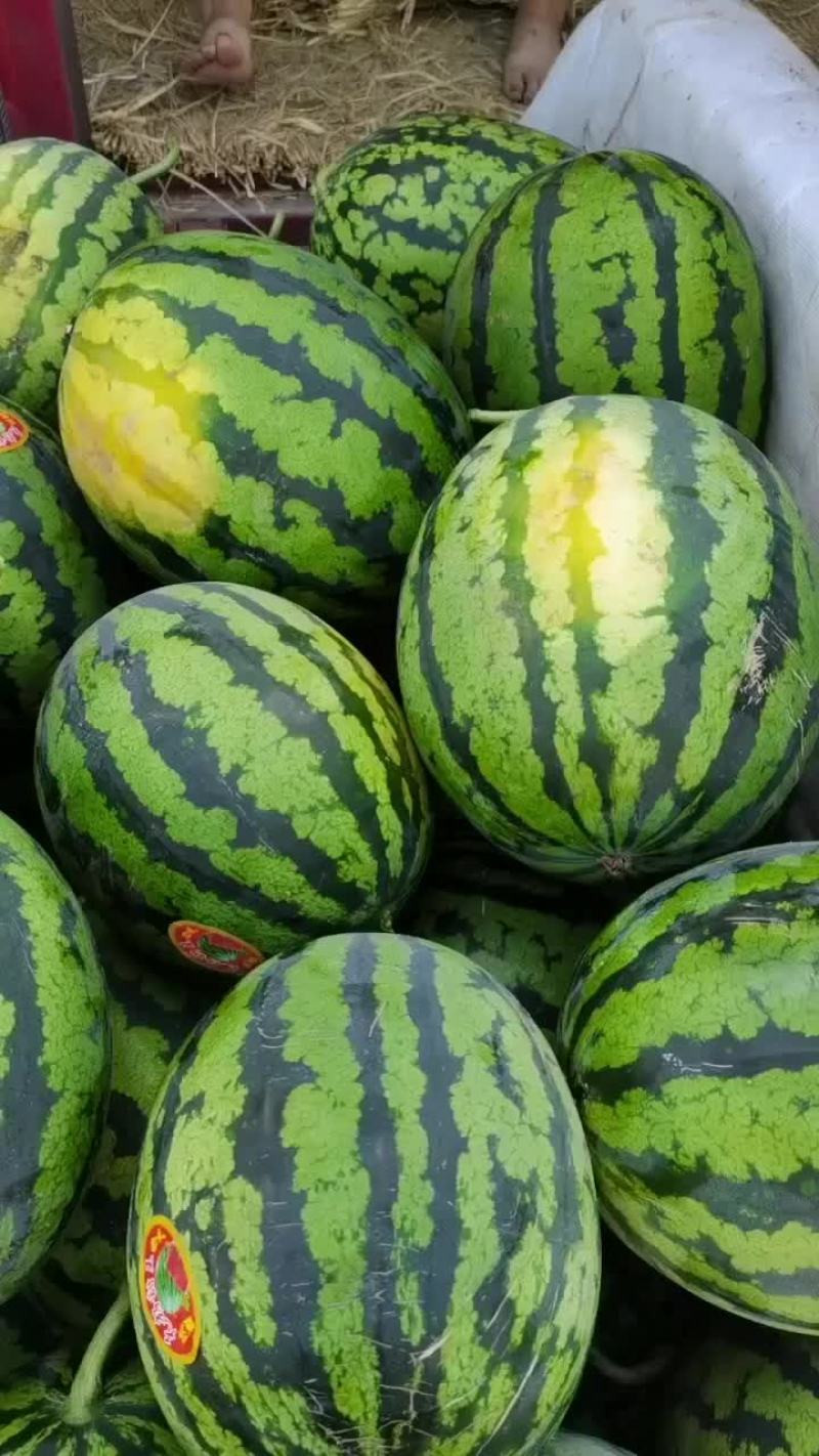 陕西精品无籽甜王