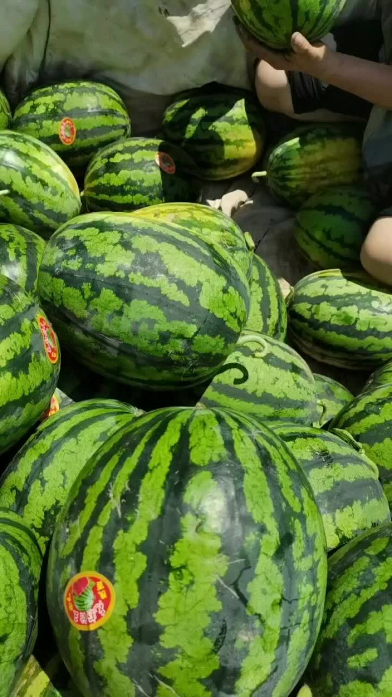 陕西精品无籽甜王