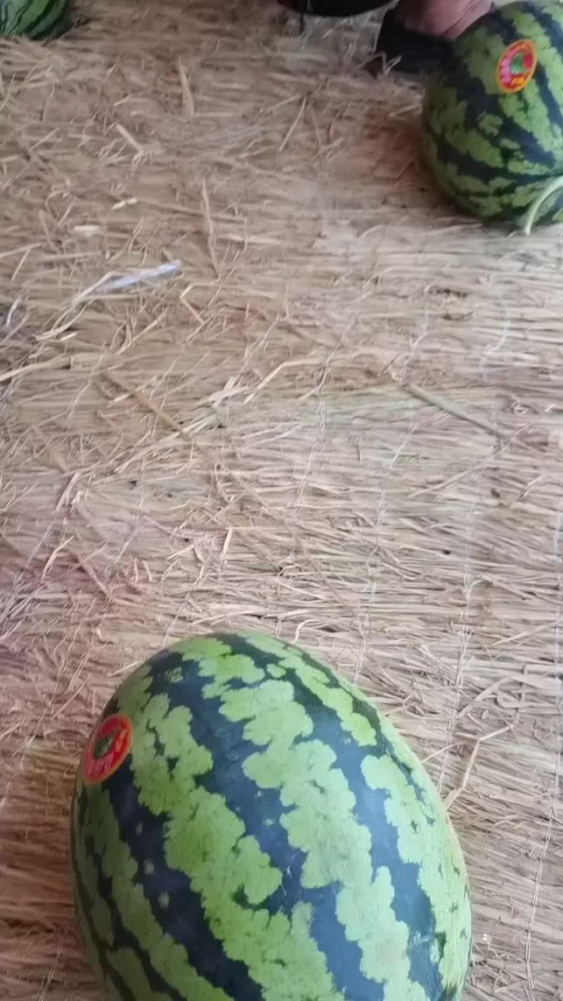 陕西精品无籽甜王