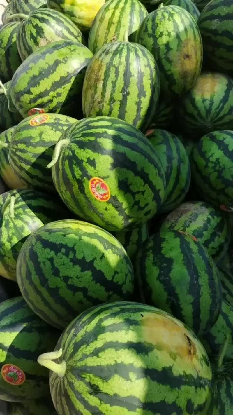 陕西精品无籽甜王