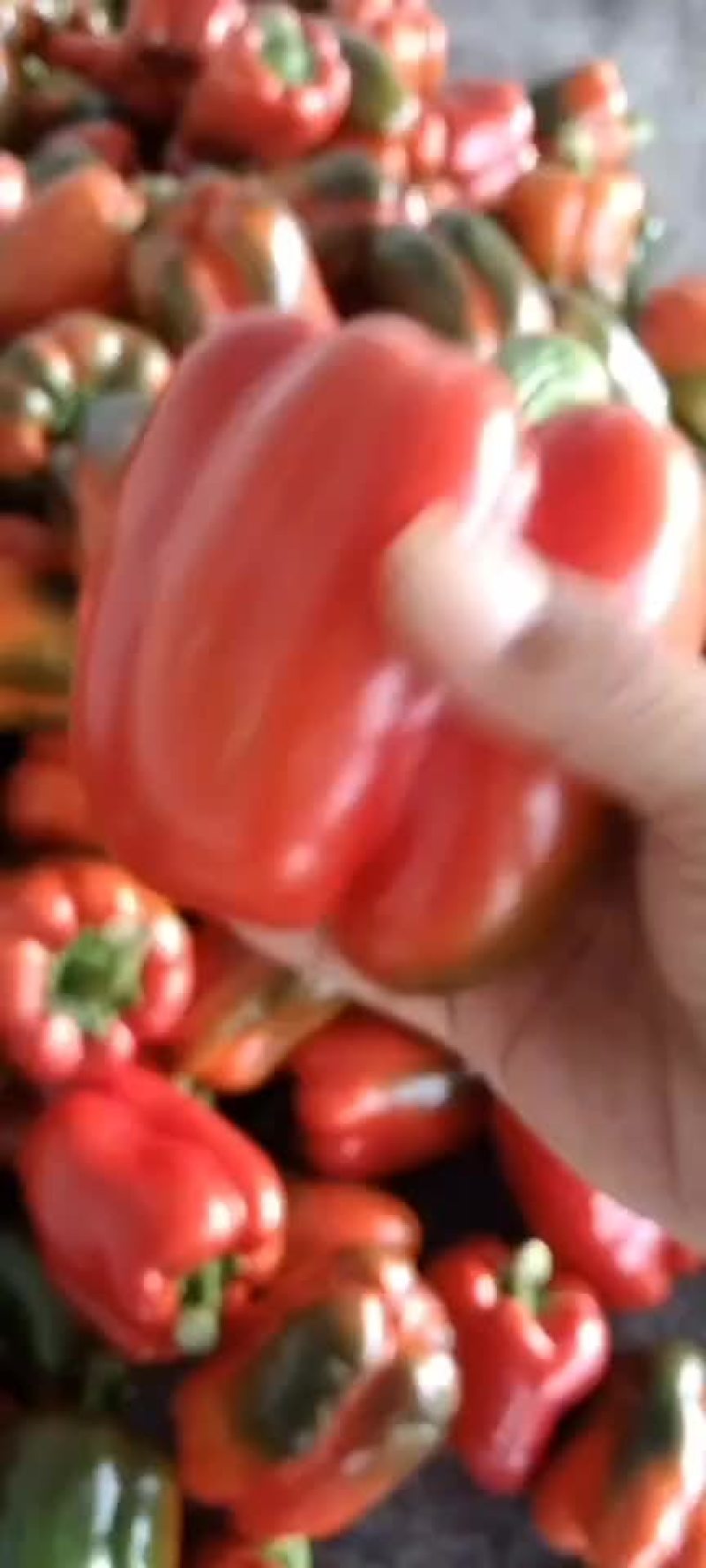 精品彩椒，出口俄罗斯，泰国，