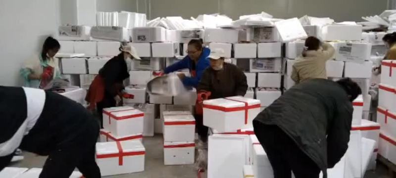 精品彩椒，出口俄罗斯，泰国，