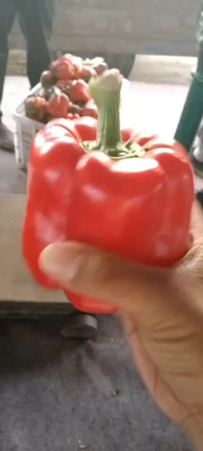 精品彩椒，出口俄罗斯，泰国，