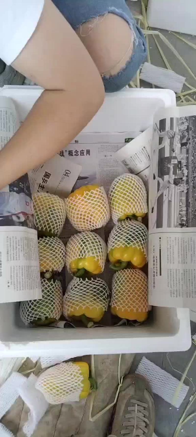 精品彩椒，出口俄罗斯，泰国，