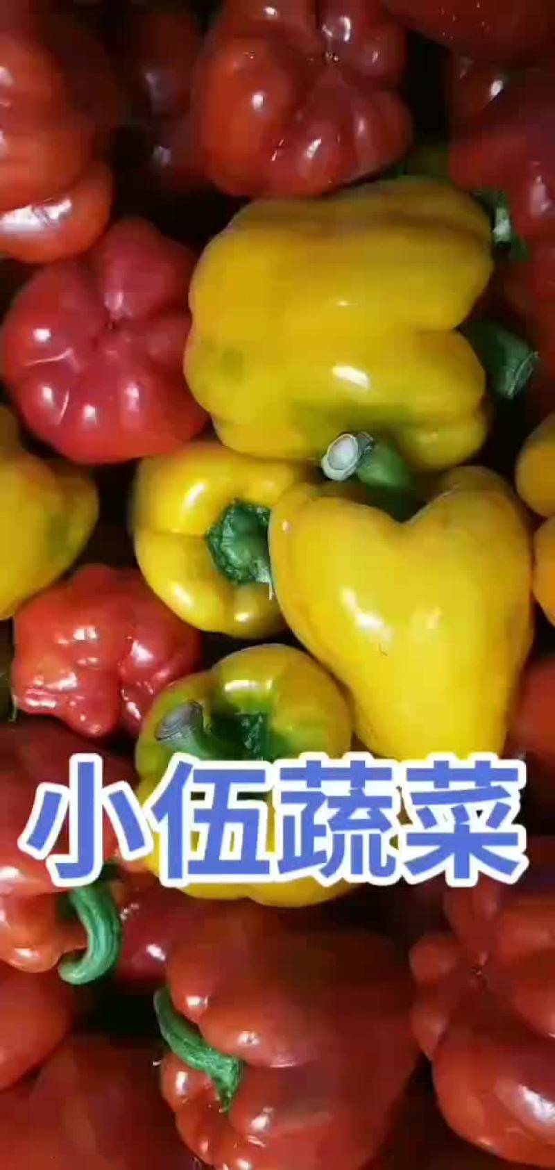 精品彩椒，出口俄罗斯，泰国，