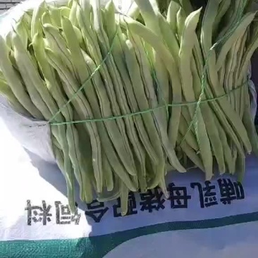 张家口沽源豆角大量上市，欢迎客商前来洽谈，一次合作终身朋