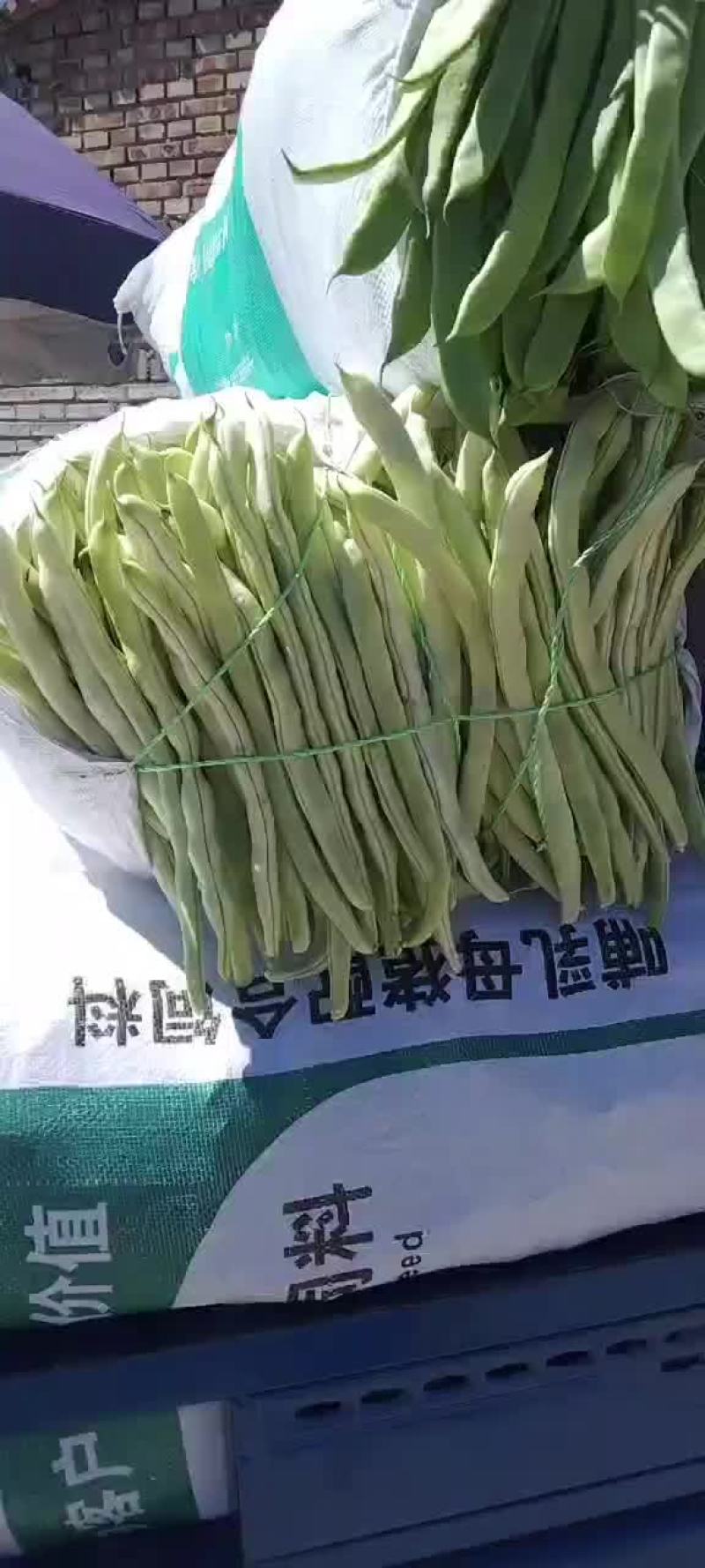 张家口沽源豆角大量上市，欢迎客商前来洽谈，一次合作终身朋