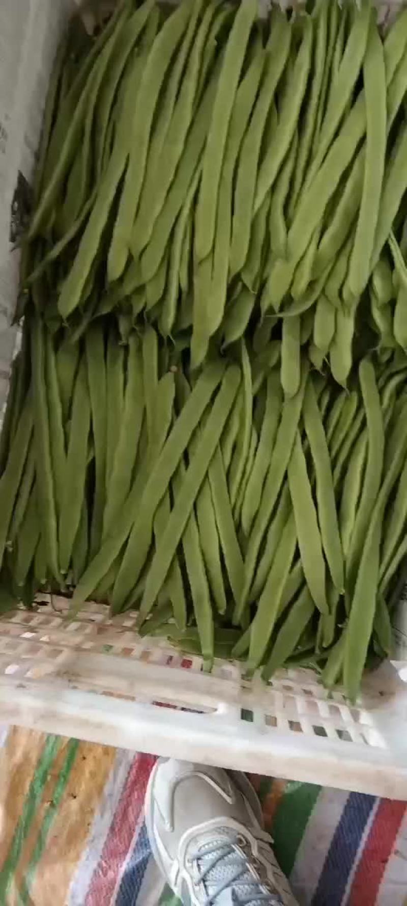 张家口沽源豆角大量上市，欢迎客商前来洽谈，一次合作终身朋