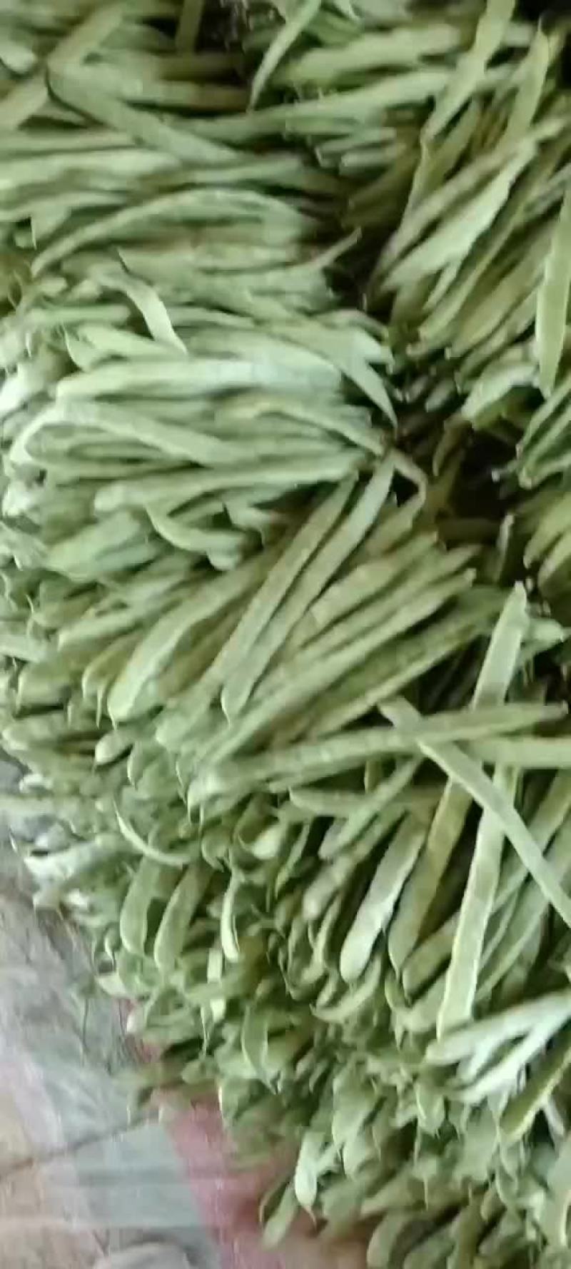 张家口沽源豆角大量上市，欢迎客商前来洽谈，一次合作终身朋