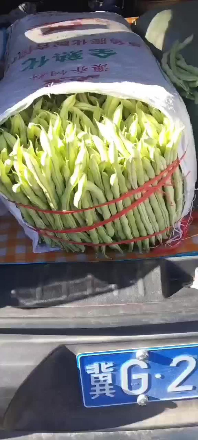 张家口沽源豆角大量上市，欢迎客商前来洽谈，一次合作终身朋