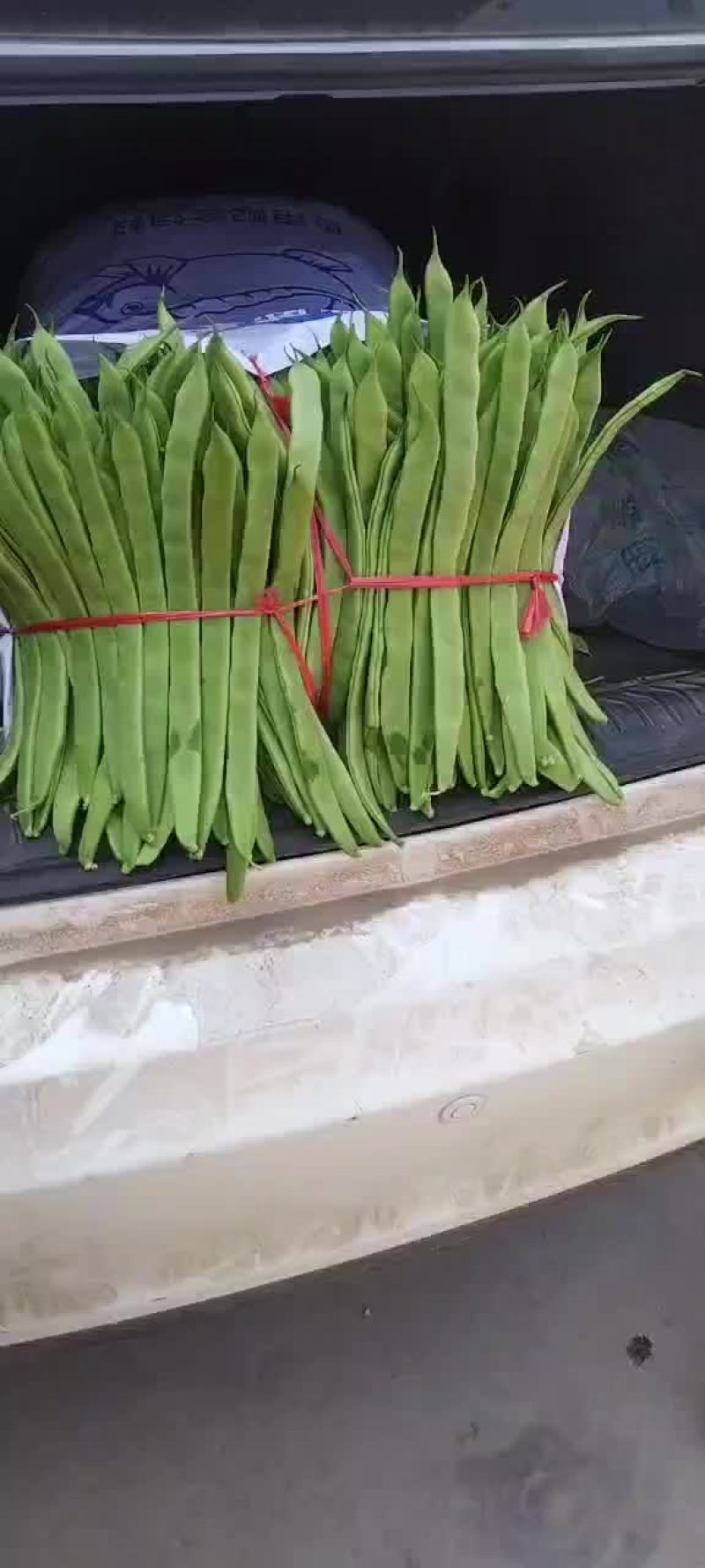 张家口沽源豆角大量上市，欢迎客商前来洽谈，一次合作终身朋