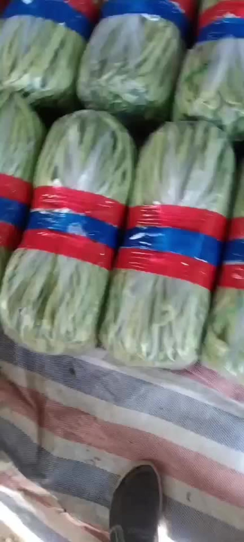 张家口沽源豆角大量上市，欢迎客商前来洽谈，一次合作终身朋