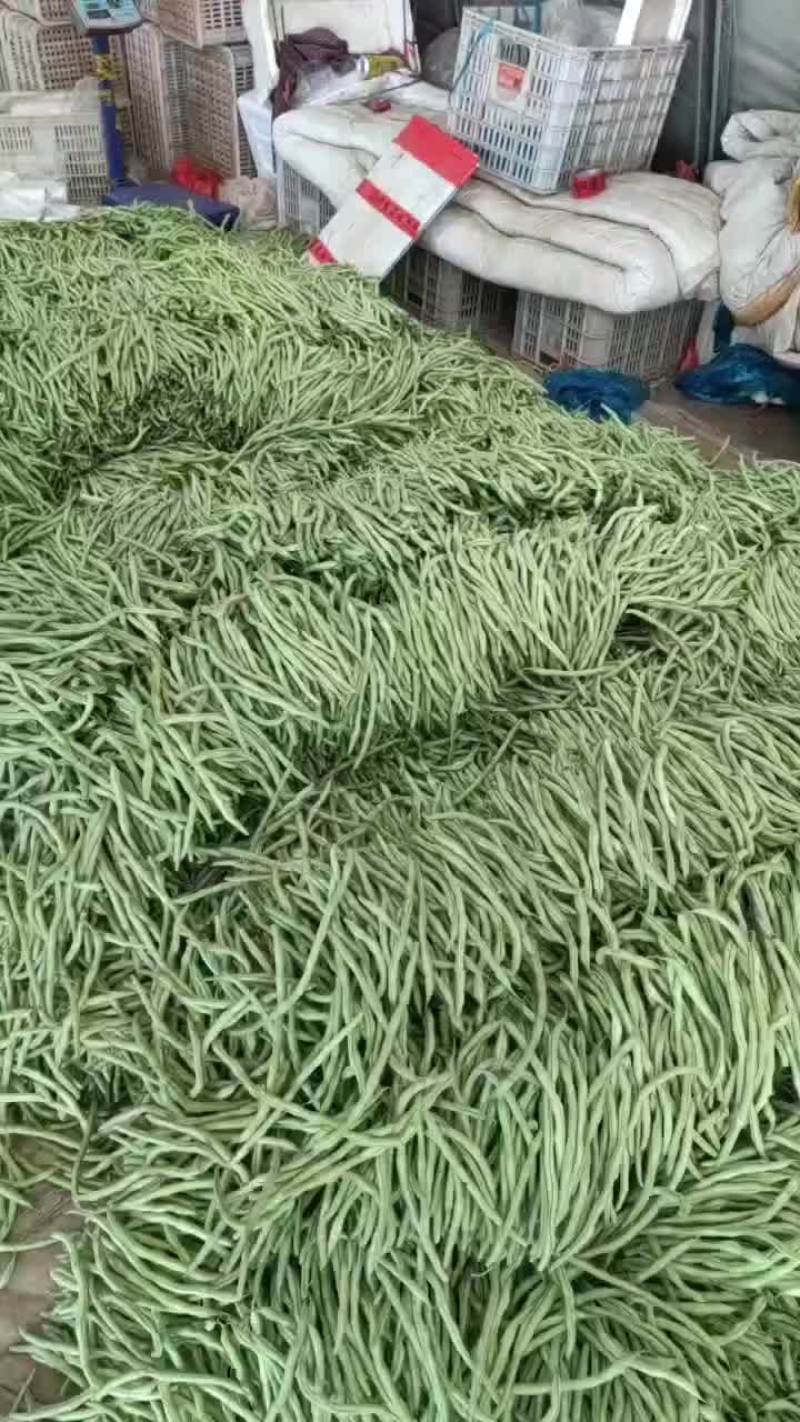 张家口沽源豆角大量上市，欢迎客商前来洽谈，一次合作终身朋