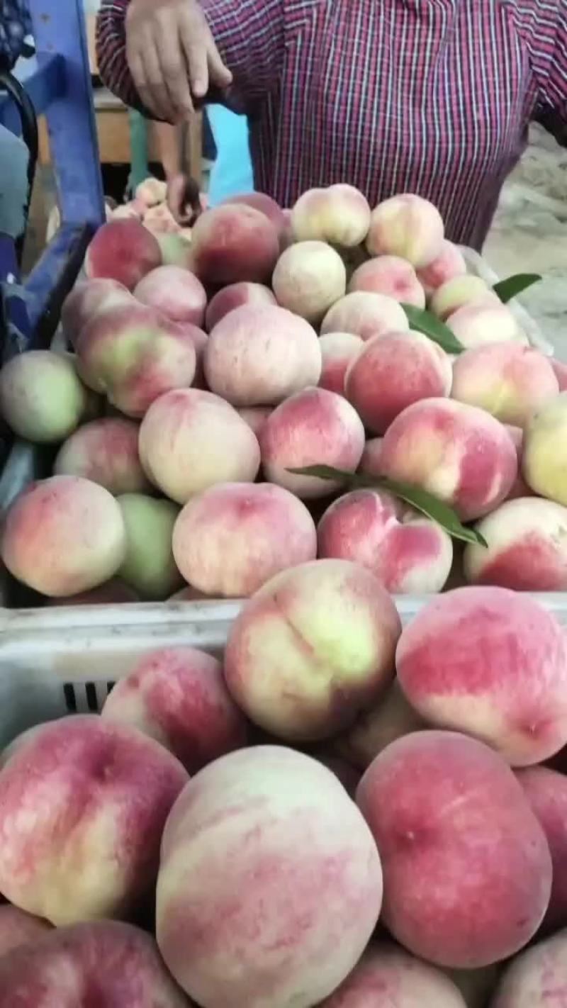 仓方早生大红桃山东桃子产地批发品种多规格齐全