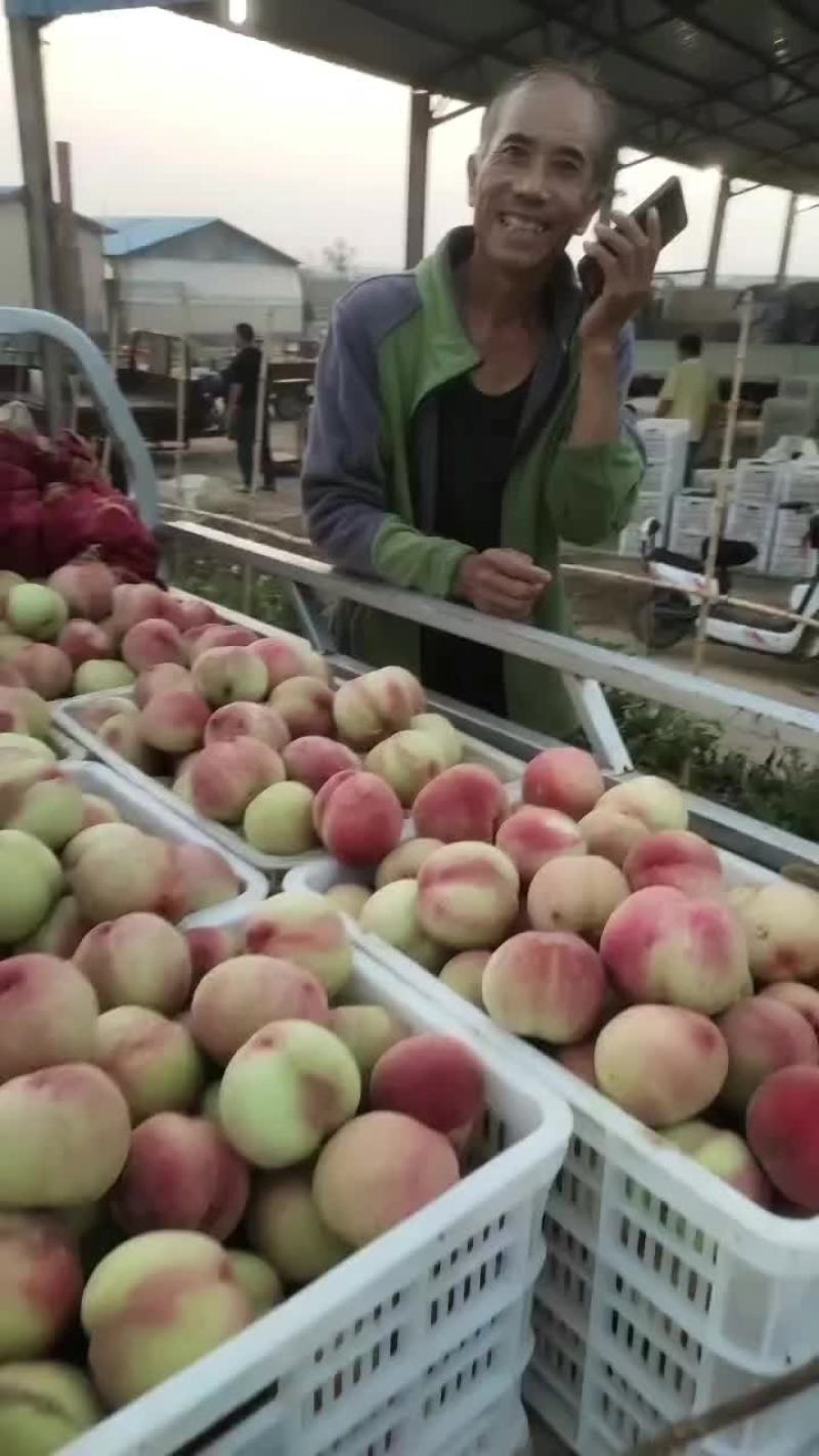 仓方早生大红桃山东桃子产地批发品种多规格齐全
