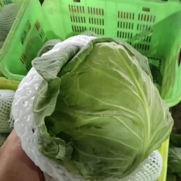 定西甘蓝