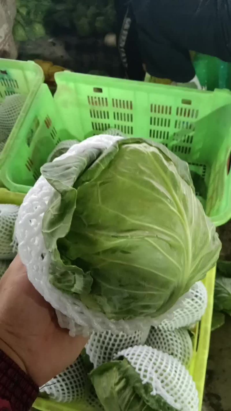定西甘蓝