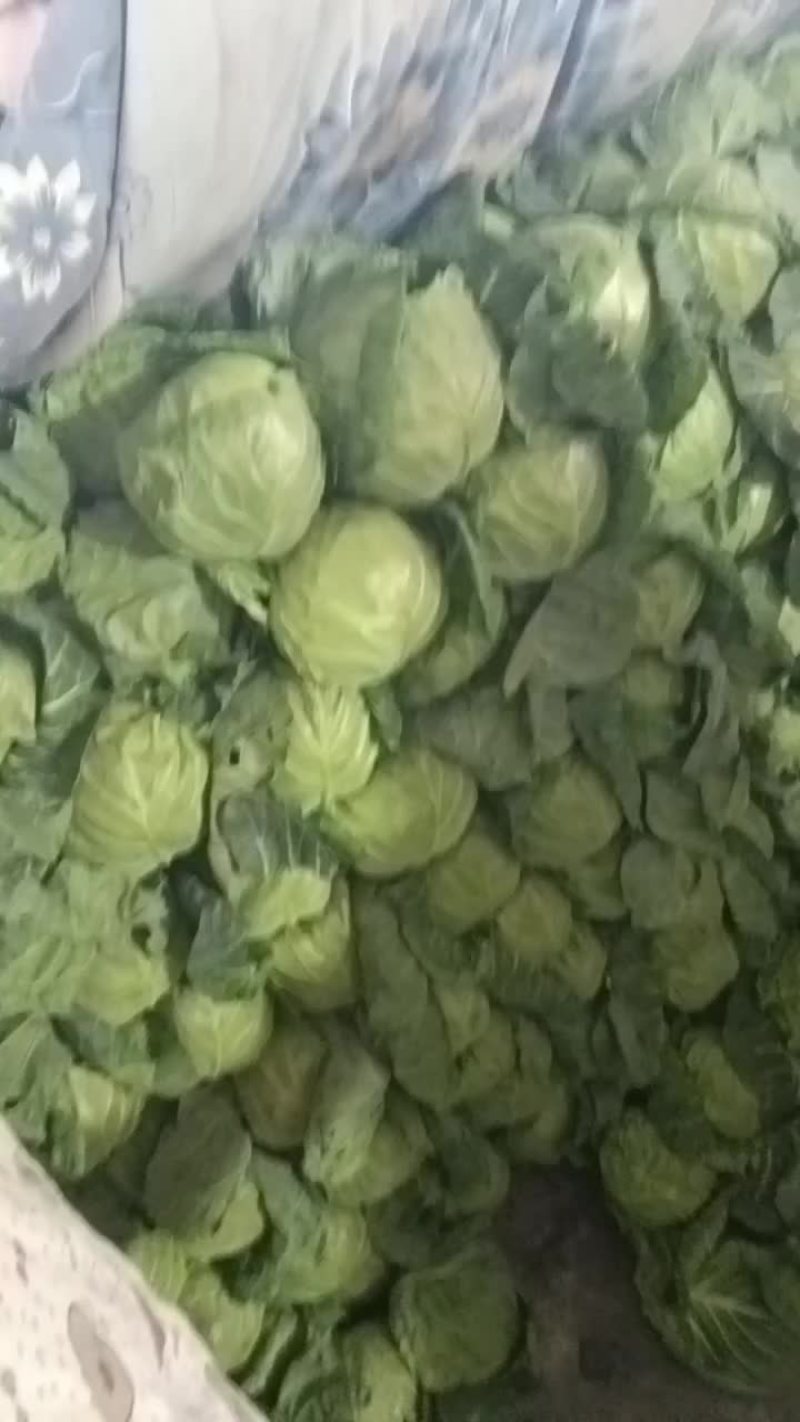 定西甘蓝