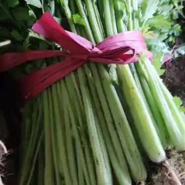 凌海芹菜大量有货质量好价格便宜