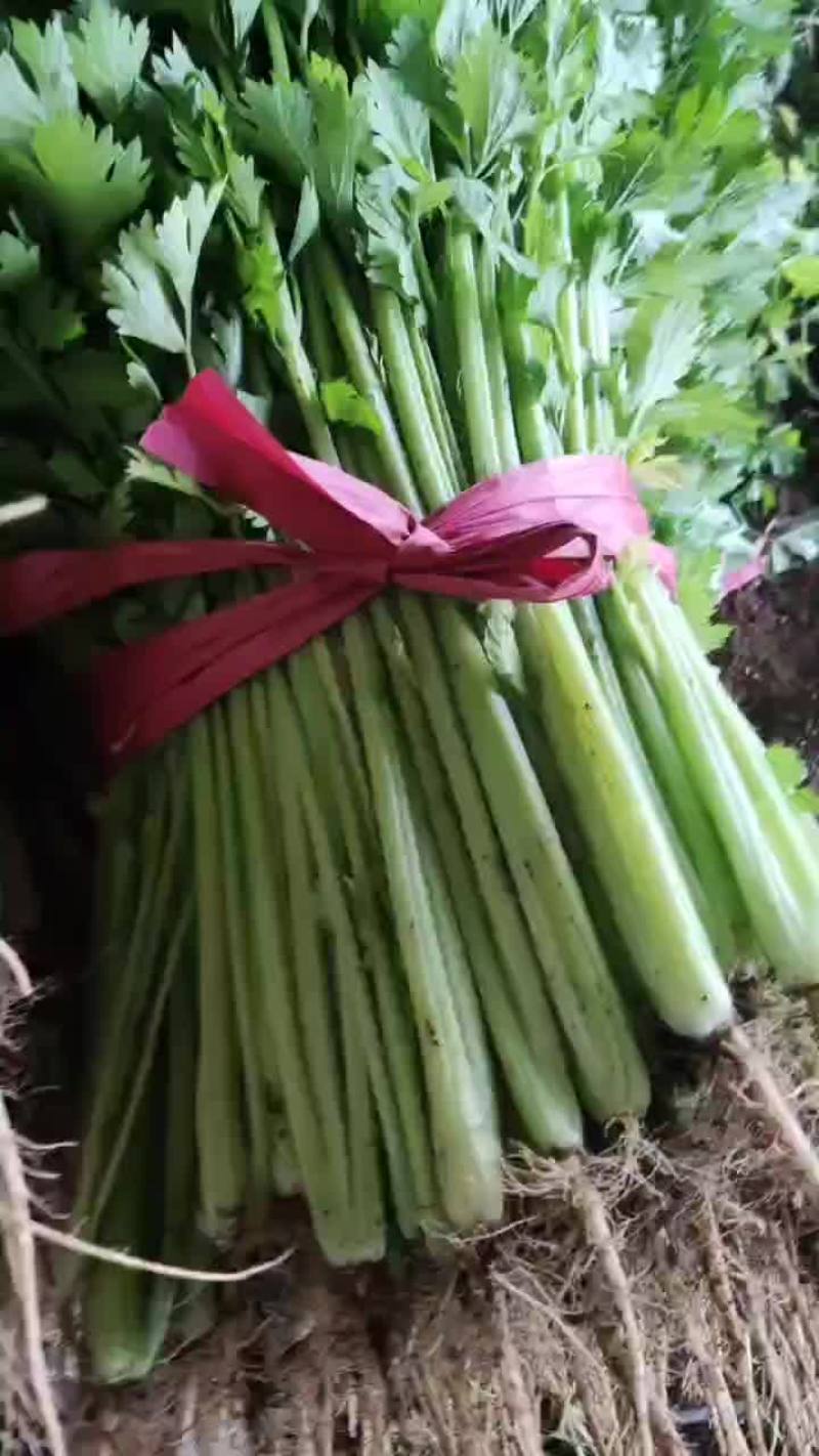 凌海芹菜大量有货质量好价格便宜