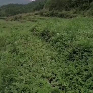 新红宝西瓜