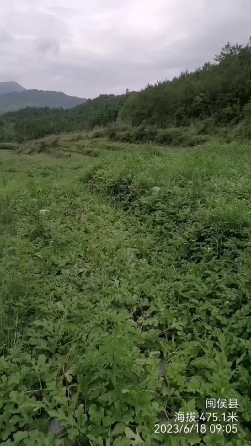 新红宝西瓜