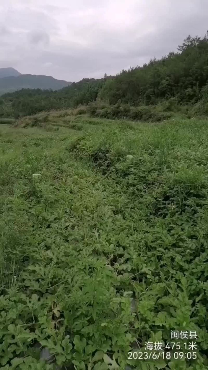 新红宝西瓜