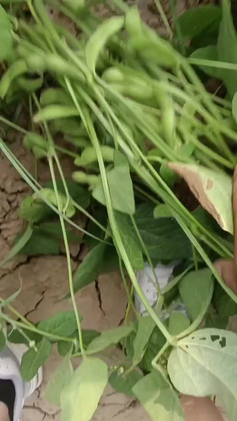 精品毛豆
