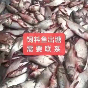 饲料鱼鲢鱼