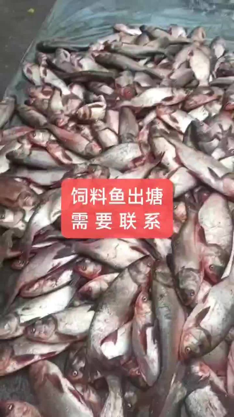 饲料鱼鲢鱼