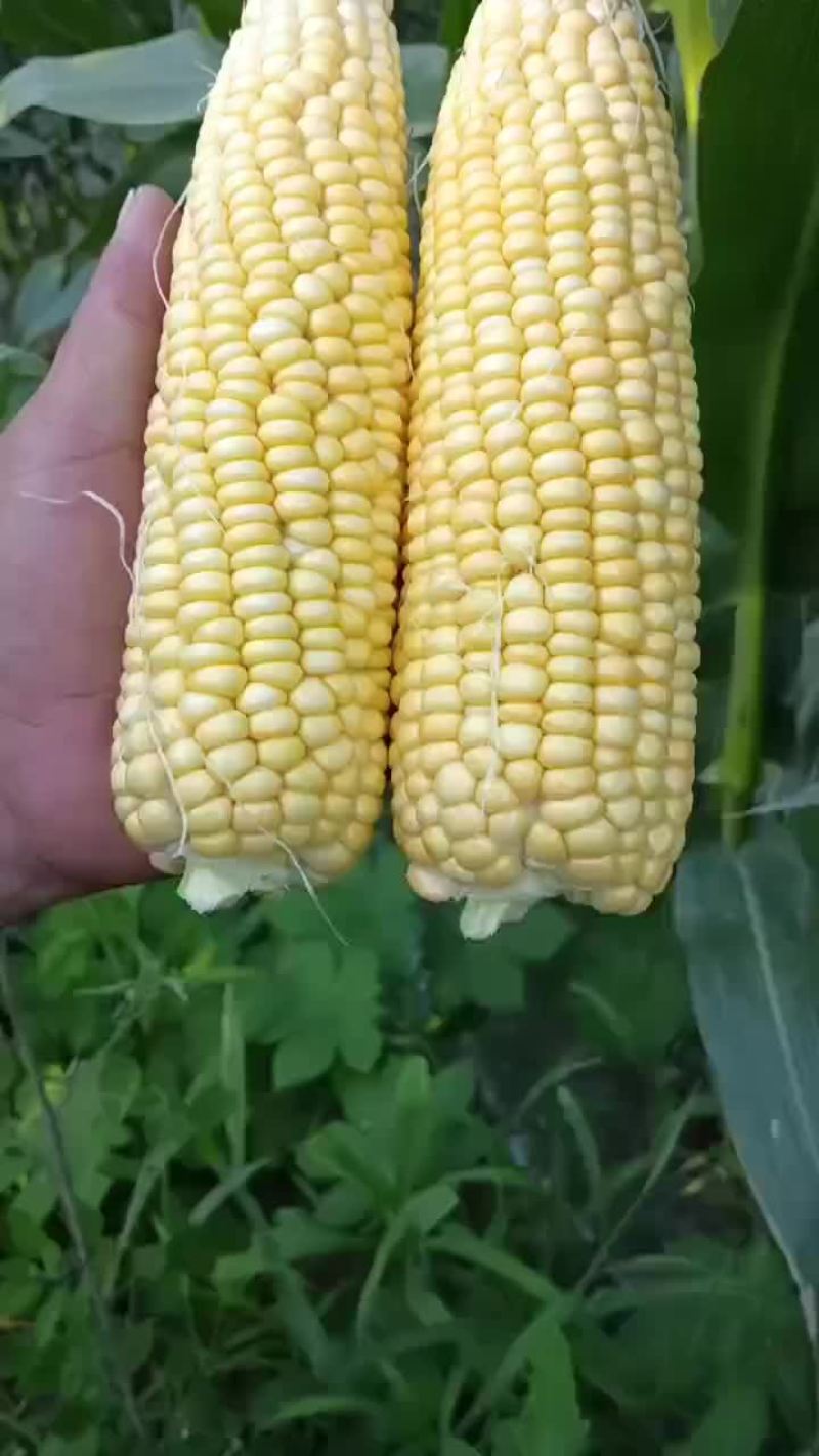 精品黄糯