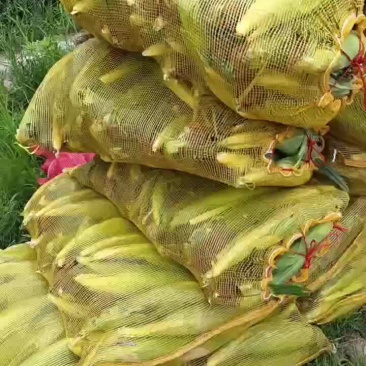 精品黄糯