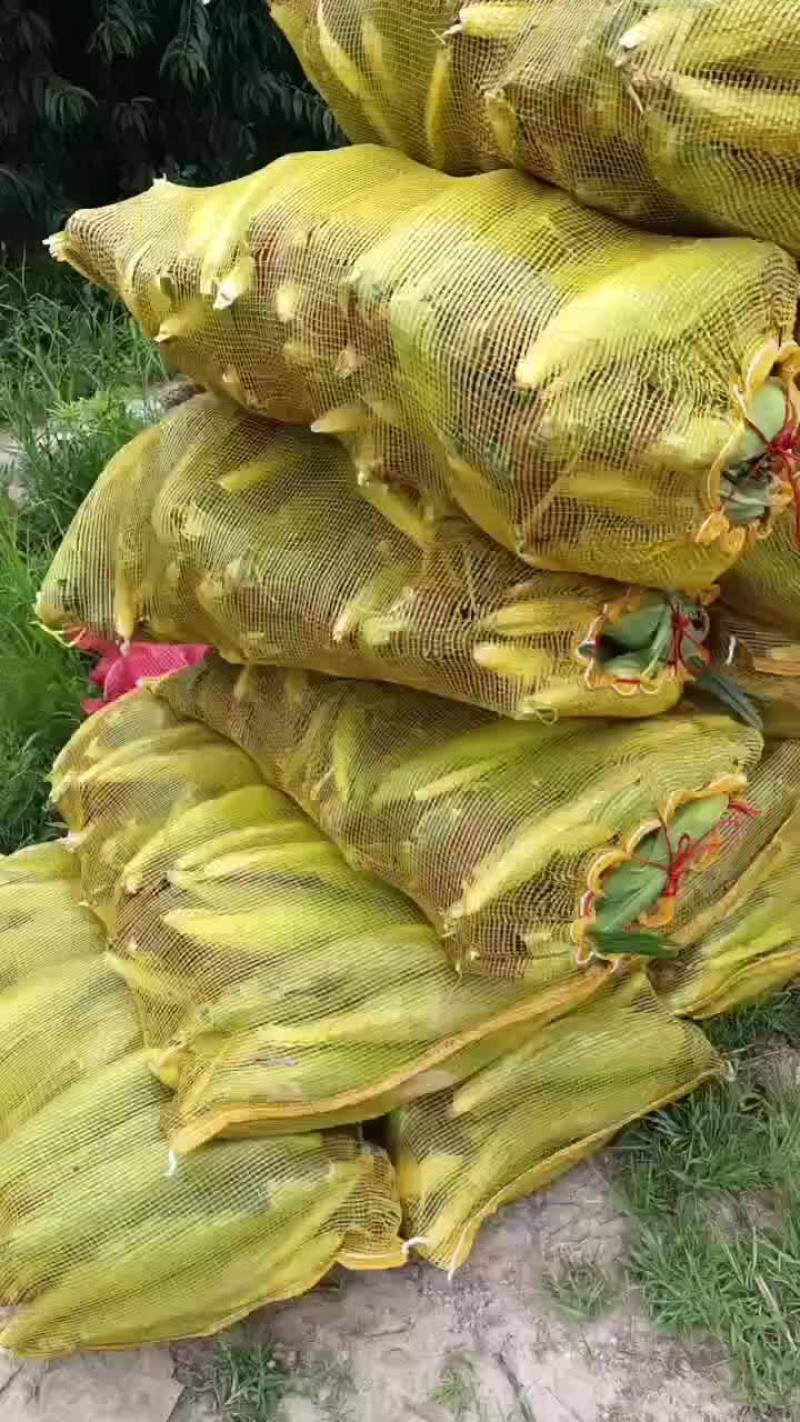 精品黄糯