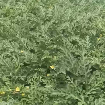 宁夏美都浙江台州瓜农种的