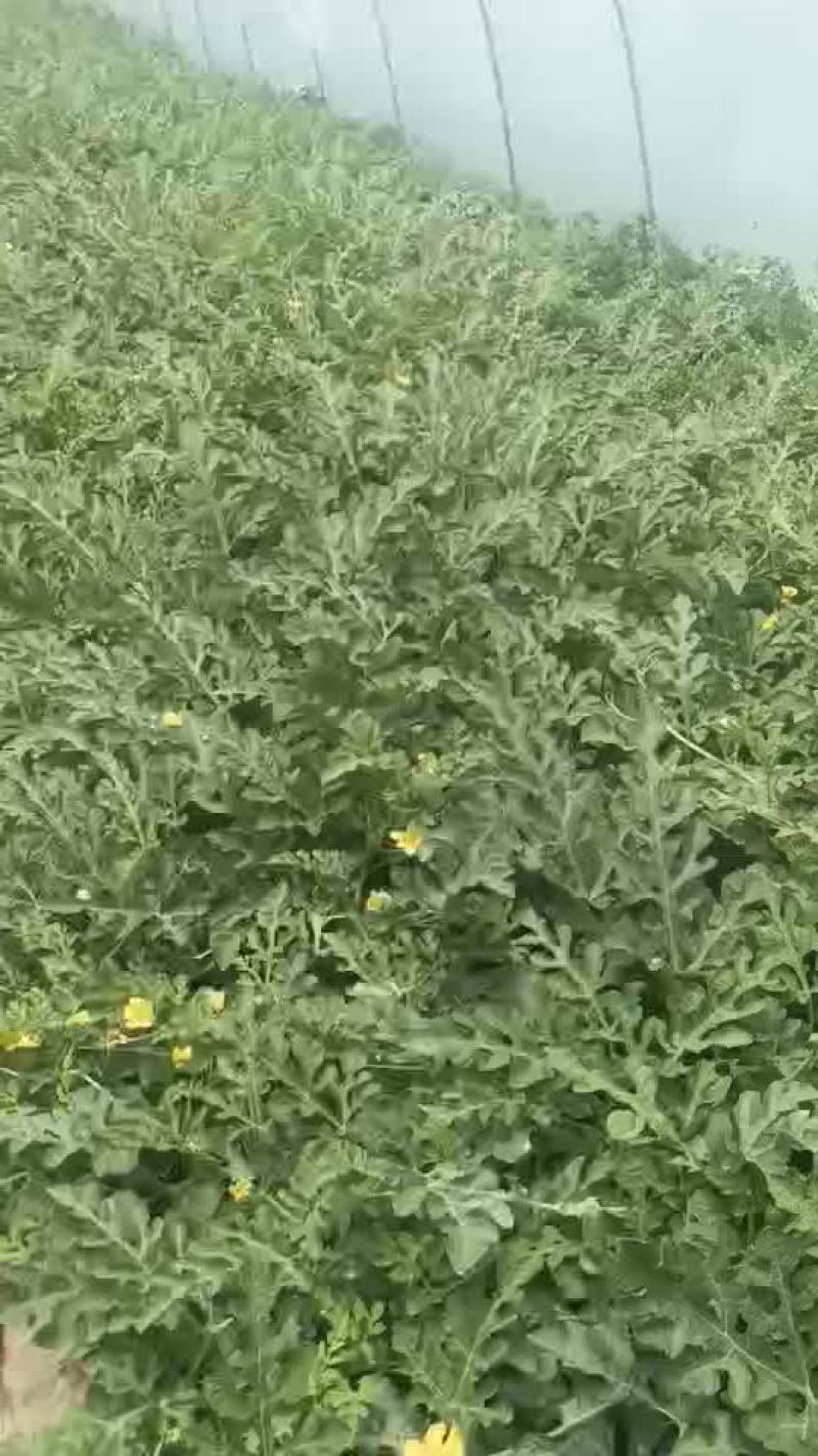 宁夏美都浙江台州瓜农种的
