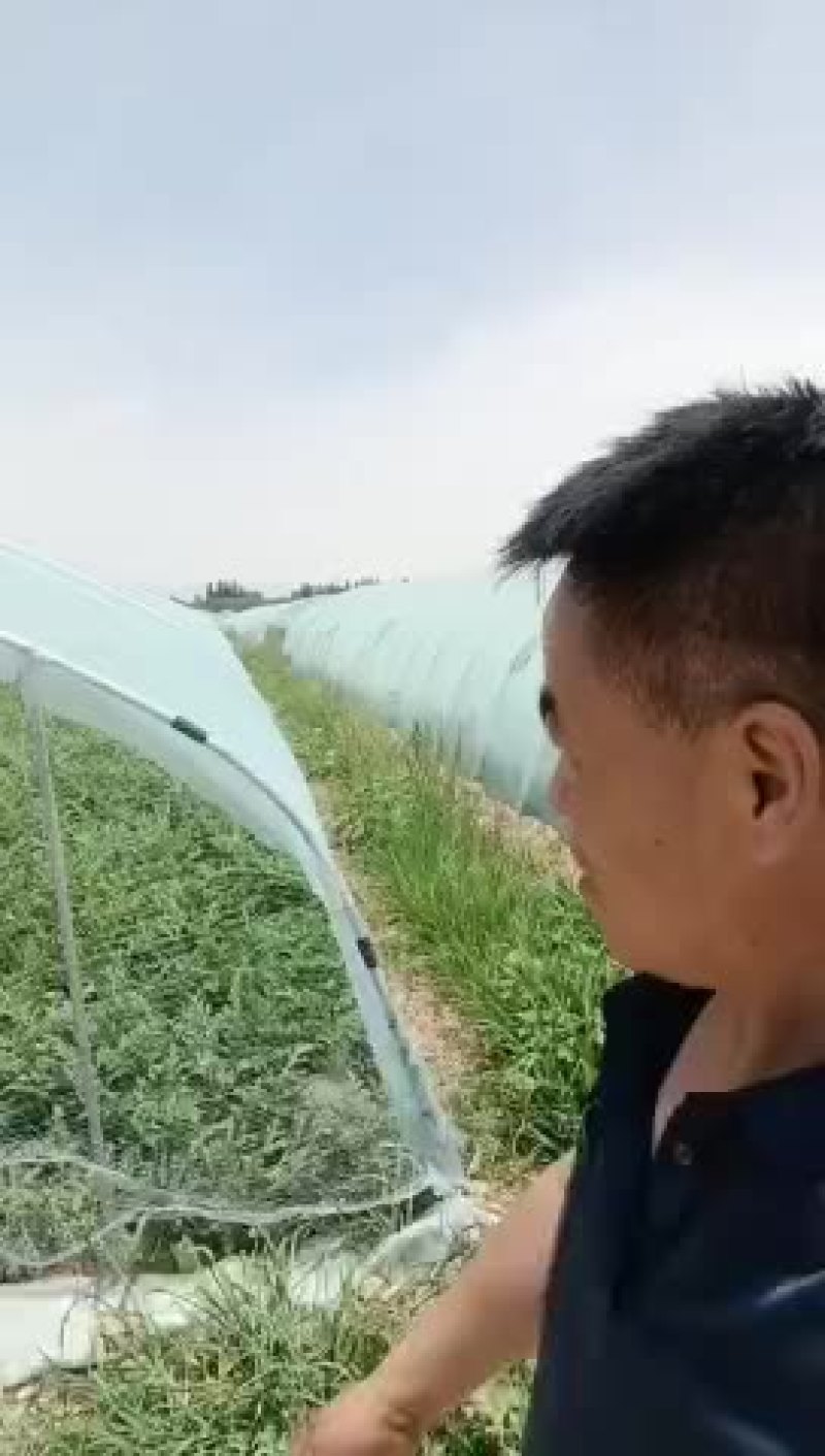 宁夏美都浙江台州瓜农种的