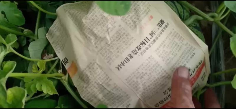 庆红999大量上市平均16*7斤