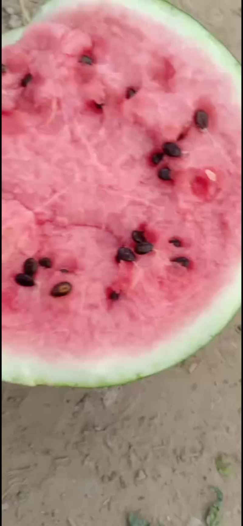 庆红999大量上市平均16*7斤