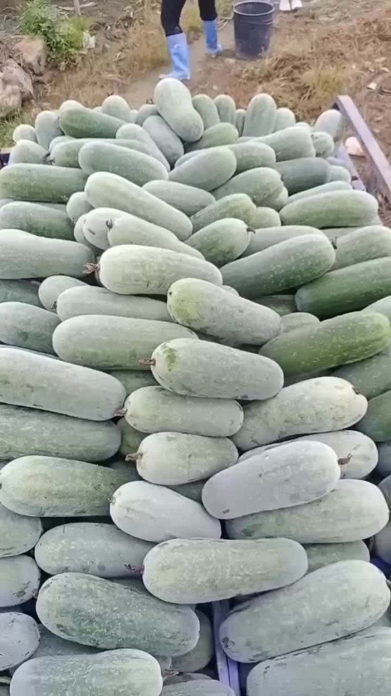 小冬瓜大量有货