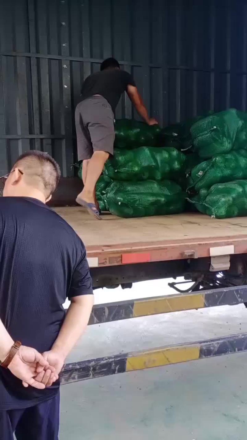 小冬瓜大量有货