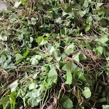 马蹄菜