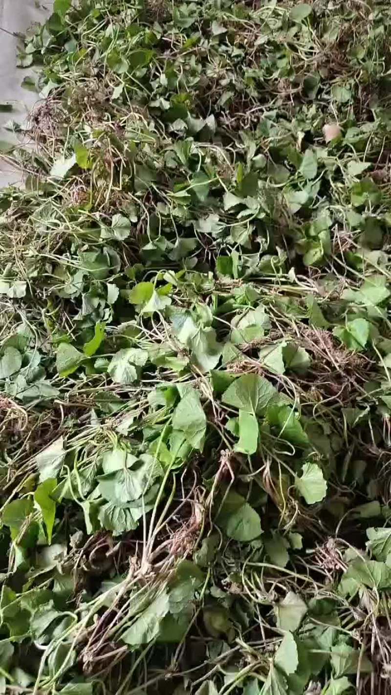马蹄菜