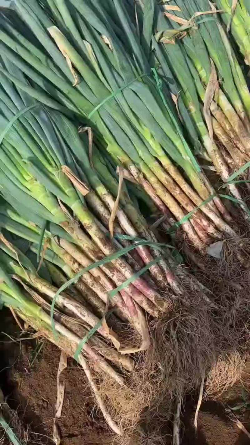 铁杆大葱