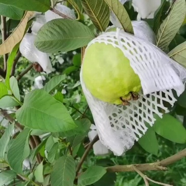 四季番石榴
