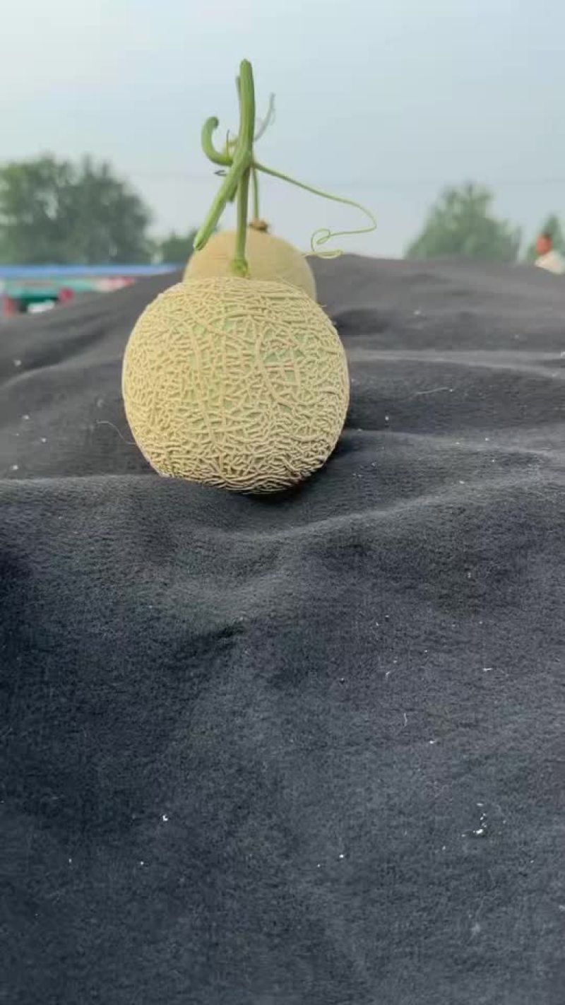山东莘县精品网纹瓜