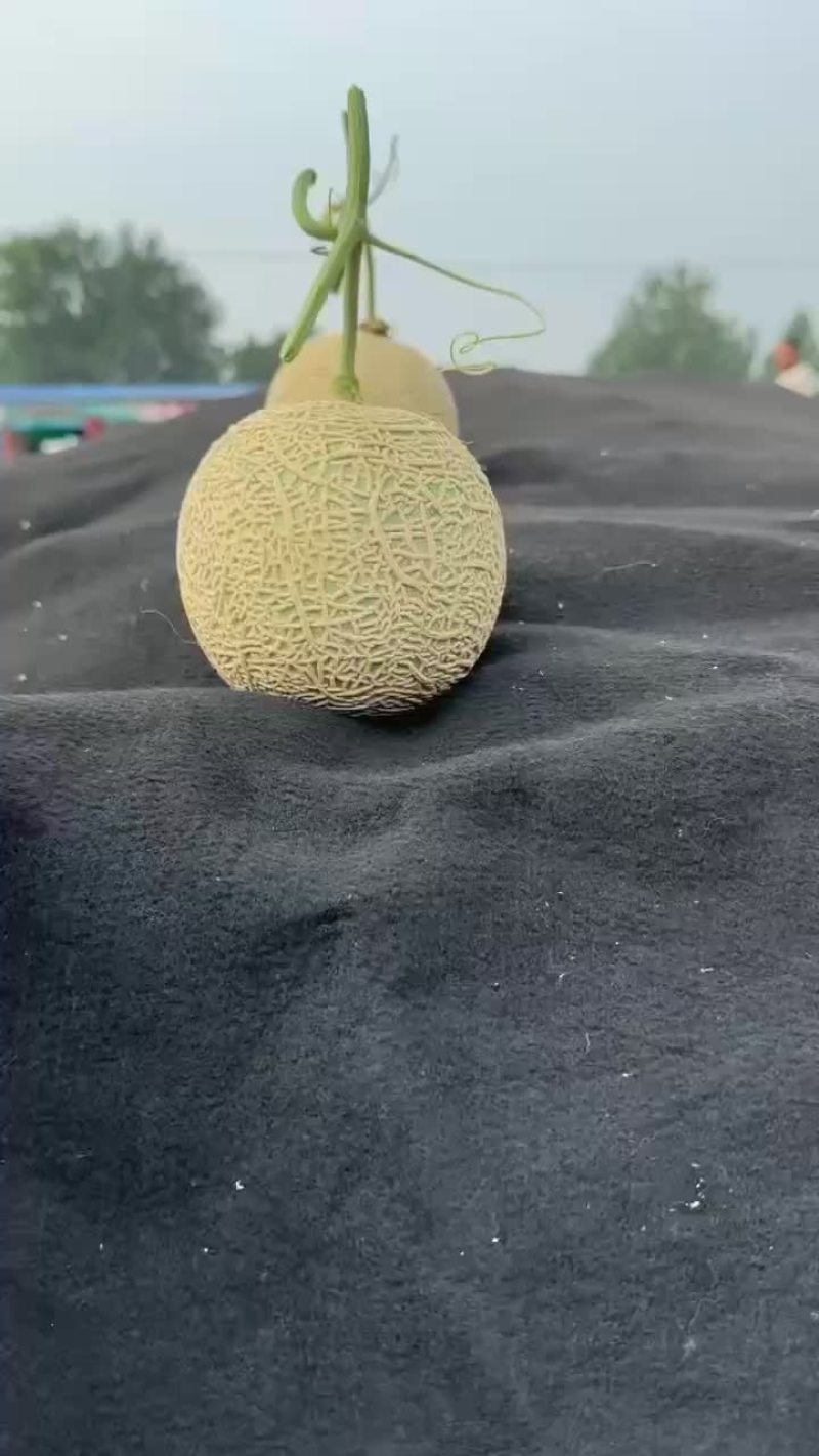 山东莘县精品网纹瓜