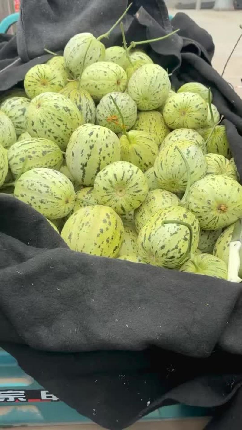山东莘县精品网纹瓜